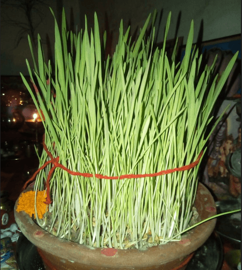 Hareli Festival