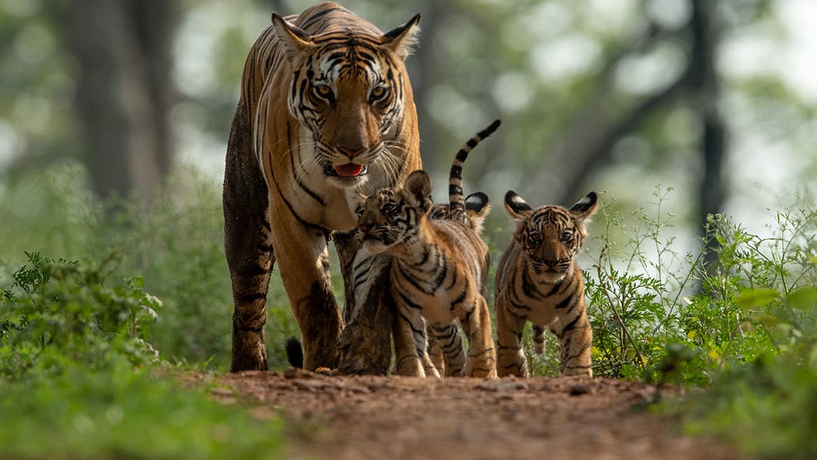 Kanger Valley National Park