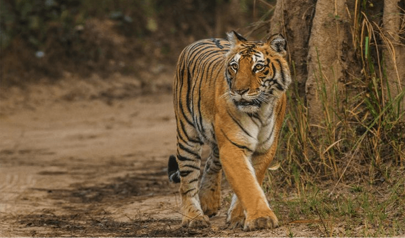 Barnawapara Wildlife Sanctuary