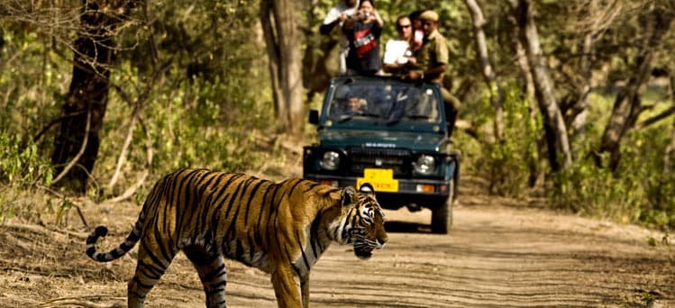 Barnawapara Wildlife Sanctuary Tour